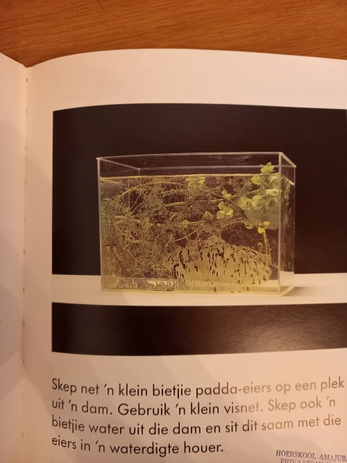Jou eie Minidier - Paddas