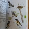 Sasol Birds of Southern Africa (3rd Edition) by Ian Sinclair/Phil Hockey/Warwick Tarboton