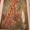 Southern Africa Spectacular world of wildlife