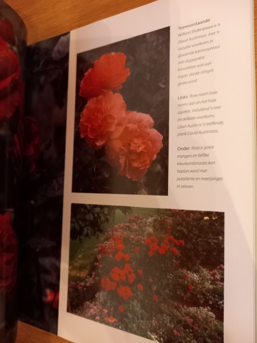 n Rede vir Rose - Nancy Gardner